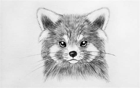 Whatever the reason, this was really well done. Red Panda Bear Drawing Red Panda Sad Cuteness By | red ...