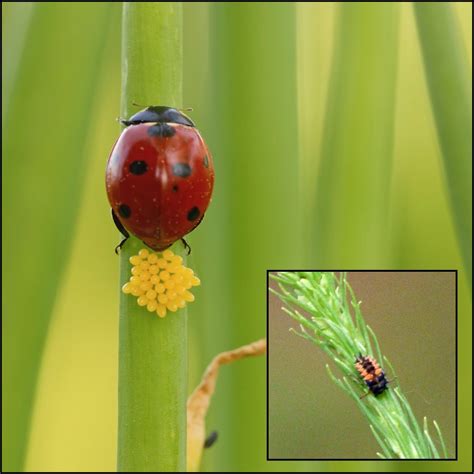 Identifying Eggs And Larvae Of Ladybugs Tips On Keeping Ladybugs In