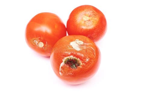 Spoiled Tomatoes With Mold Unhealthy And Disgusting Vegetables Place