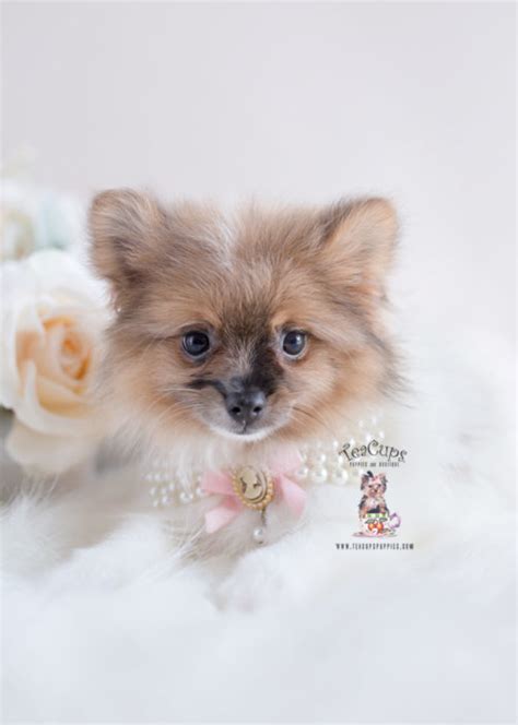 Teacup pomeranian puppies are one of the most extroverted, intelligent, and playful breeds you will ever meet. Tiny Teacup Pomeranian Puppies | Teacups, Puppies & Boutique