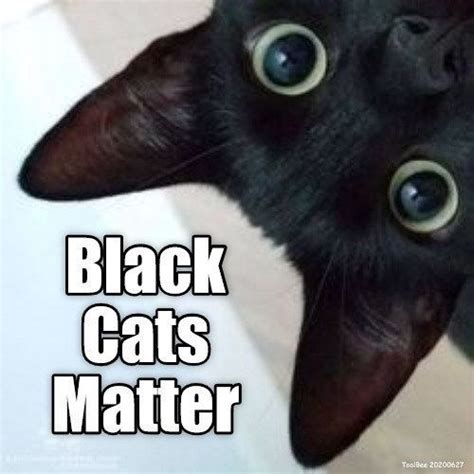 Top Memes Of The Week Cheezburger Users Edition Cat Memes Funny Cats Cat Jokes