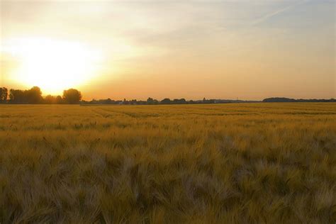 Hd Wallpaper Field Cornfield Sunrise Cereals Landscape Wheat