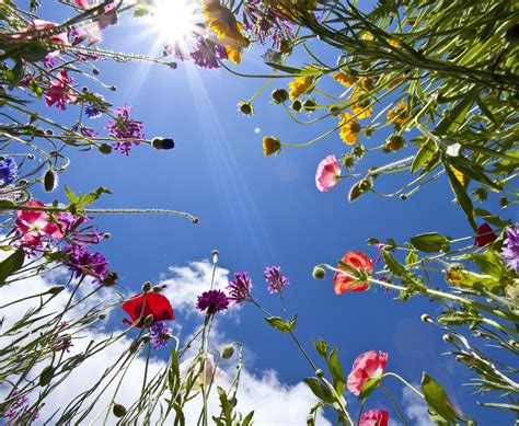 Fond Décran Lumière Du Soleil La Nature Ciel Branche Fleur