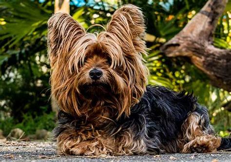 Psychiatric service dogs (psds) invisible disabilities association: The Best Therapy Dogs For Depression Treatment Results