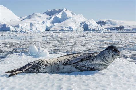 Leopard Seal Facts