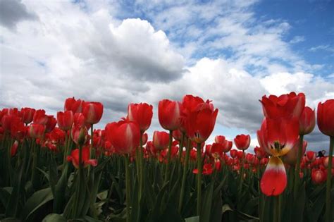 Beautiful Tulips Field Under The Blue Sky Photo Hi Res 720p Hd