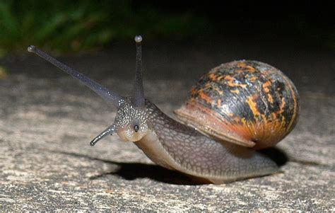 Night Snail Snail Wildlife Habitat Woodlands