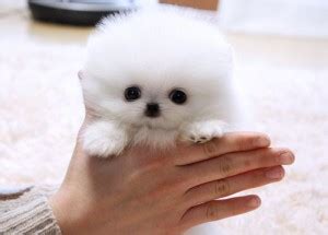 Utah county pet adoption services > adopt. Dogs - Utah - Free Classified Ads