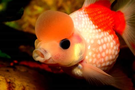 Pearlscale Goldfish Caring For This Jewel Of A Fish • Fish Tank Advisor