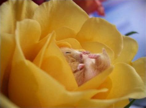 Hampster Enjoying Flower With Images Cute Hamsters Sleeping