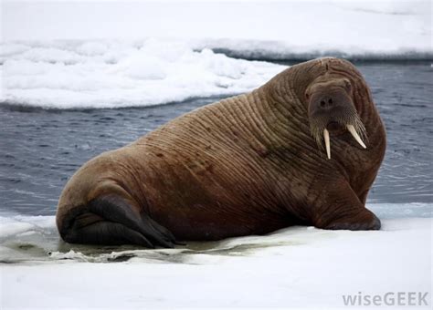 What Are Walruses With Pictures Arctic Animals Walrus Animals