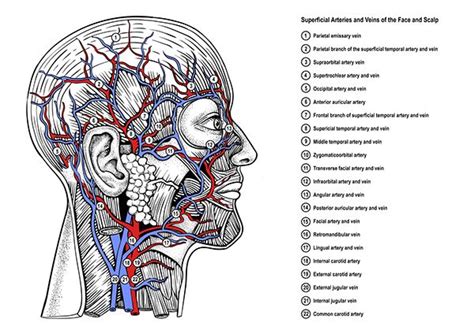 Facial Arteries And Veins By Timwidden Co Uk Arteries And Veins Facial Nerve Arteries