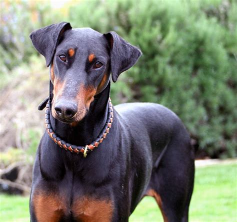 They are limited registered puppies that have no ack documentation and genealogy; Doberman Dog Images And Price