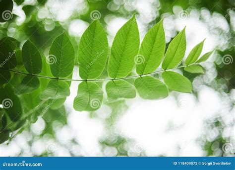 Green Leaves Of The Ash Tree Close Up Selective Focus Stock Photo