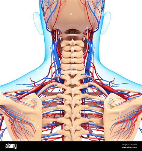 Drawing Anatomy Neck Nape Of The High Resolution Stock Photography And