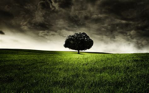 2560x1600 2560x1600 Widescreen Backgrounds Tree Coolwallpapersme