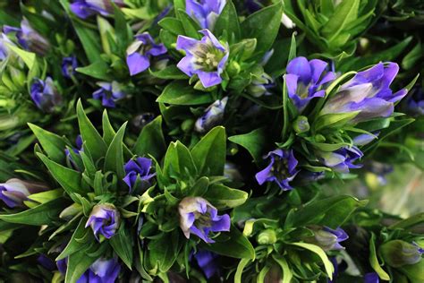 Gentiana Stevens And Son Wholesale Florist