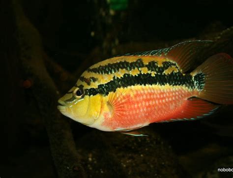 Ranked #357 out of 7474 freshwater fish. Salvini Cichlid (nandopsis Salvini) Photos