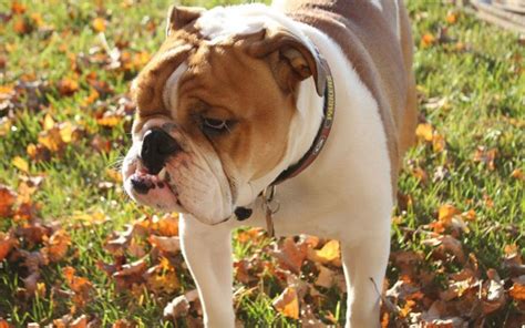 We will describe the most common issues seen in bulldogs to give you an idea of what may come up in her future. Bulldog - Dogslife. Dog Breeds Magazine