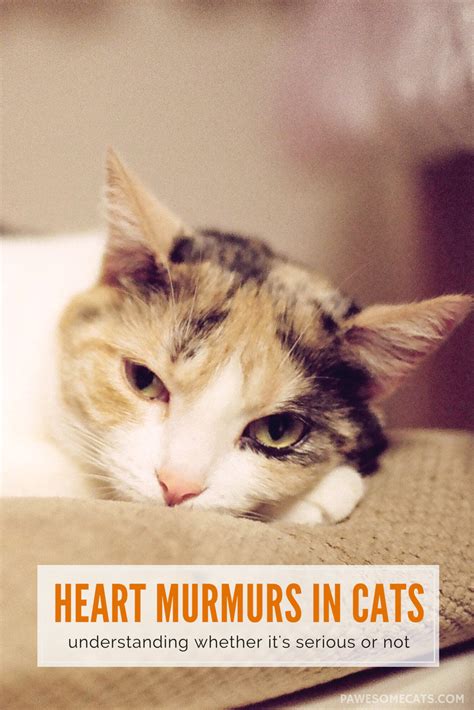heart murmur in cats uk real page turner binnacle portrait gallery