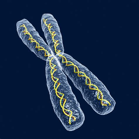 Each species has its own characteristic number of chromosomes. Chromosome Deletion References
