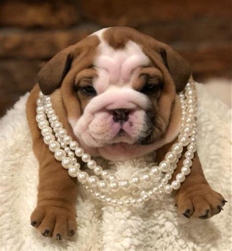 To learn more about each adoptable dog, click on the i icon for some fast facts or click on their name or photo for full details. Puppies for Adoption | Boven's English Bulldogs