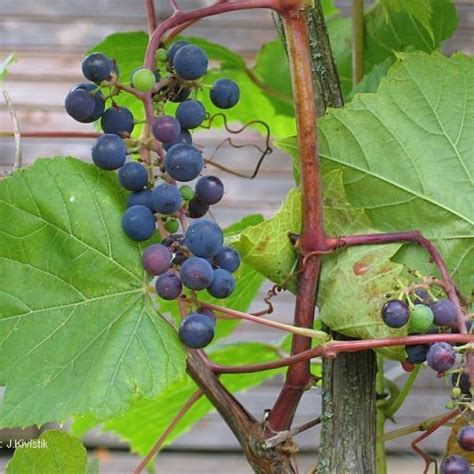 Buy Riverbank Grape Vitis Riparia 10 Seeds Online Seeds