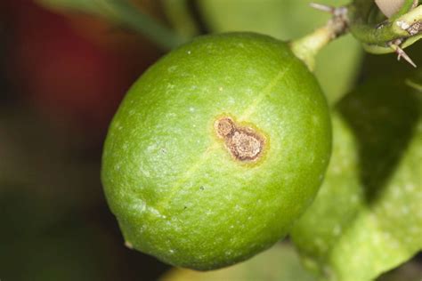 Citrus Canker Plant Disease Gone From Australia After Nt Eradication