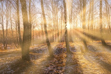 Sunrise In A Birch Grove With The First Winter Snow On Earth Rows Of