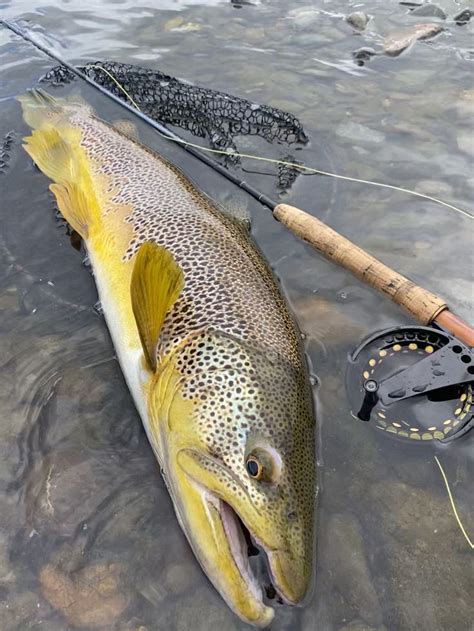Scottish Brown Trout Trout Brown Trout Bamboo Fly Rod
