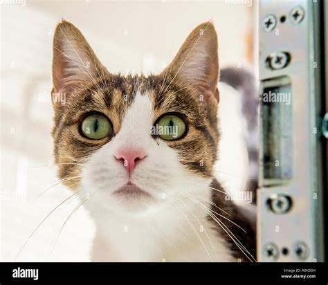 Tabby Cat Face High Resolution Stock Photography And Images Alamy