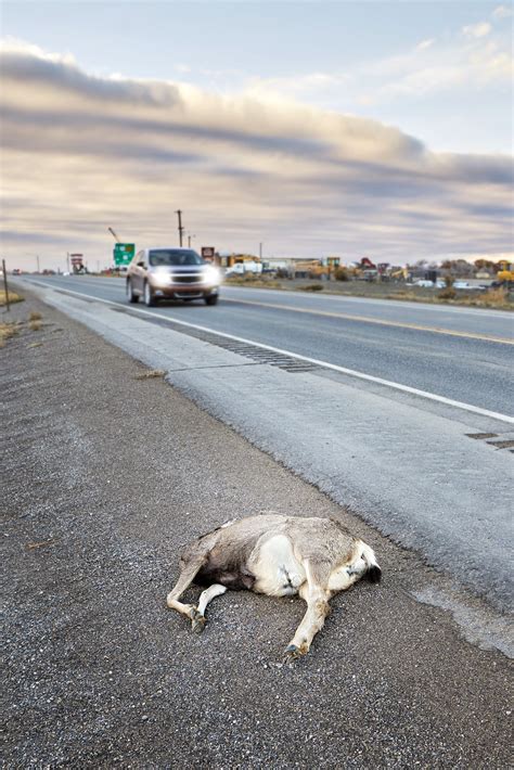 These Are The States That Let You Salvage And Eat Roadkill Altdriver