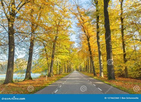 Road Through Dutch Forest In Autumn Stock Photo Image Of Europe