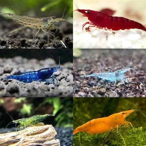 Four Different Types Of Bugs And Shrimp In An Aquarium