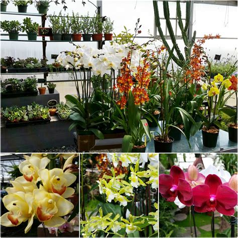 Spring Plants From The Greenhouse Philadelphia Robertsons Flowers