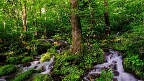Green Forest Stream Hd Wallpaper Background Image 1920x1080 Id