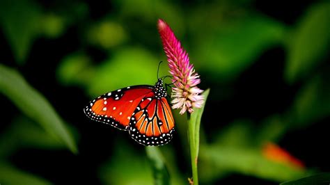 Butterfly Nature Animal Forest Color Tree Hdr Ultrahd Black White