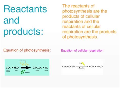 Cellular respiration is the process of oxidizing food molecules, like glucose, to carbon dioxide and water. What is the equation for cellular respiration reactants and products, NISHIOHMIYA-GOLF.COM
