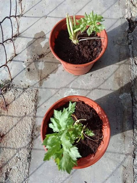 Khasiat daun mulberry yang sangat dasyat. Nak Mudah Tanam Pokok Daun Sup Supaya Cepat Besar? Boleh ...