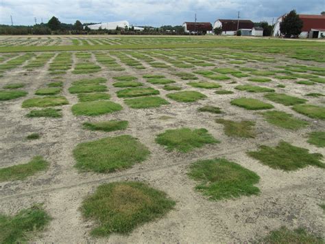 You've placed your order and your farm fresh sod will soon be on the way. Bladerunner Farms - Zoysia Grass Sod » Bladerunner Farms