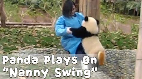 Panda Cub Plays On Nanny Swing Ipanda Youtube