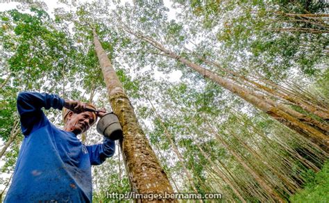 Walaubagaimana pun jika allah berkehendakkan seseorang itu jatuh sakit atau sihir tetap terkena kepadanya juga. Petani perlu pelbagaikan tanaman komoditi bagi menghadapi ...