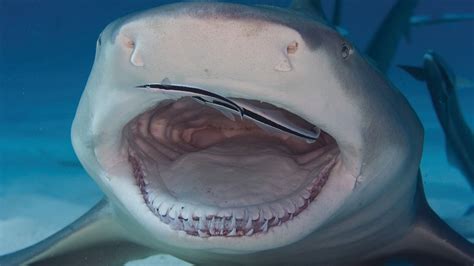 The Lemon Shark Is A Relatively Friendly Shark Howstuffworks