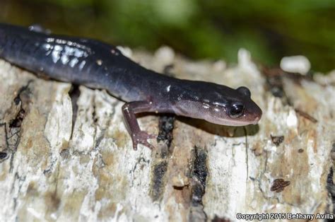 Southern Gray Cheeked Salamander Plethodon Metcalfi