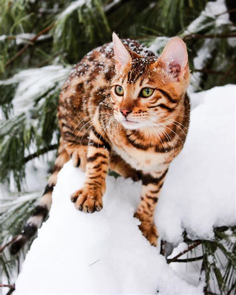 Discover the best cats hashtags for instagram to reach more followers. ᗩᖇTᕼᙓ́ᙏIS | Bengal Cat🇨🇦 on Instagram: "WILD🌹" | Cats ...