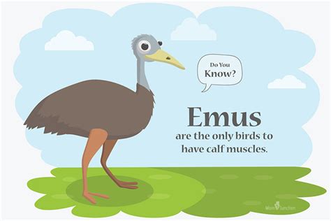 Interesting Emu Facts And Information For Kids