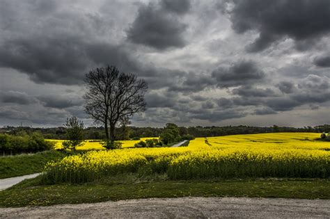 Yellow Fields And Gray Skies Fc Nikon High Resolution Photography