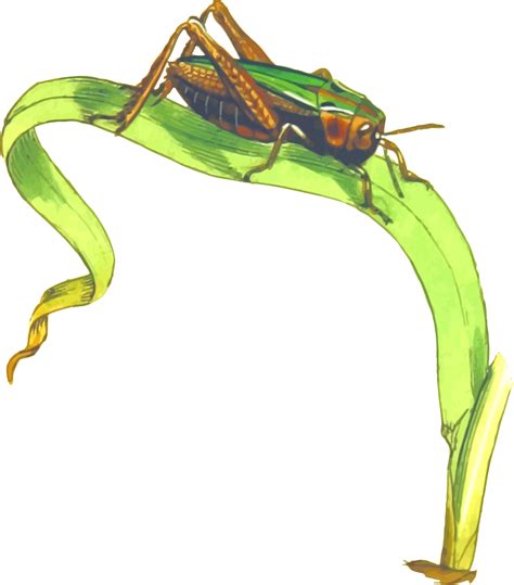 Cricket Insect Png Clipart Png All Png All