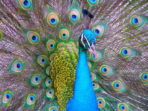 Proud as a peacock (not comparable). Conspicuous Consumption and the Peacock's Tail - How Do ...