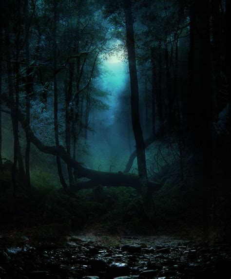 Beautiful Dark Forest Forest Scenery